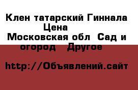 Клен татарский Гиннала › Цена ­ 580 - Московская обл. Сад и огород » Другое   